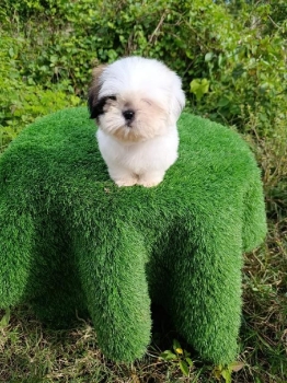 Oferta cachorro shih tzu macho en snato domingo y vacuna al dia