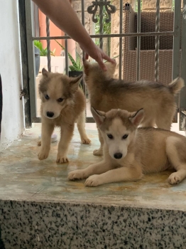 Oferta cachorro husky ambos sexo santo domingo y vacunado