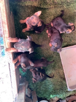 Oferta cachorro pastor aleman ambos sexo en santo domingo y vacunado