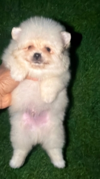 Oferta cachorro pomerania hembra en santiago y vacuna al dia
