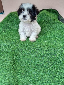 Oferta cachorro shipoo hembra en santo domingo y vacunado