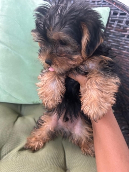 Venta de yorkie terrier mini -hembra