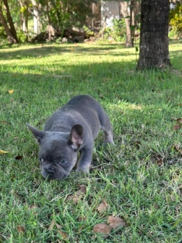 Oferta cachorro bulldog frances macho en santo domingo y vacuna al dia