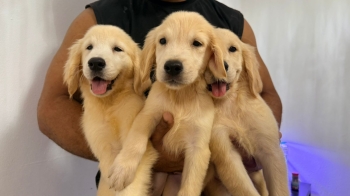 Oferta cachorro golden retriever ambos sexo en santo domingo