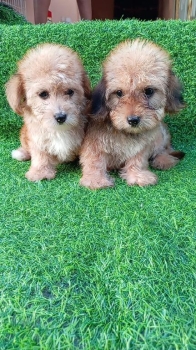 Oferta cachorro yoorkiepoo hembra ubicado en santo doming y vacunados