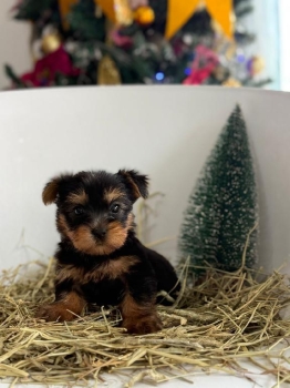 Oferta cachorro yorkie macho en santo domingo vacuna al dia