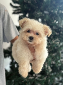 Oferta cachorro maltipoo macho en santo domingo con su vacunas