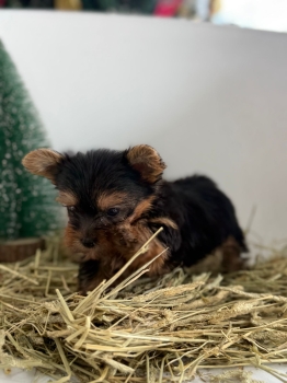 Oferta cachorro yorkie macho en santo domingo vacuna al dia