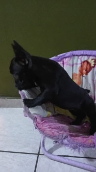 Oferta cachorro bulldog frances macho en santo domingo y vacuna al dia