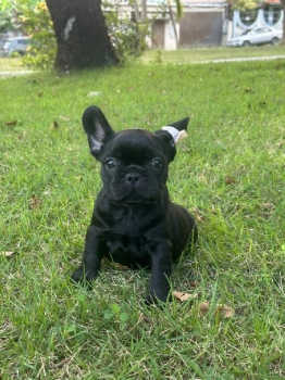Oferta cachorro bulldog frances macho en santo domingo y vacuna al dia