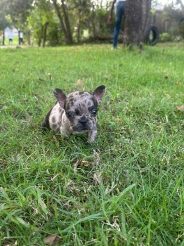 Oferta cachorro bulldog frances macho en santo domingo y vacuna al dia