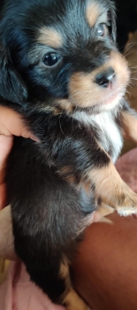 Oferta cachorro chihuahua mariposa ambos sexo en santo domingo con su