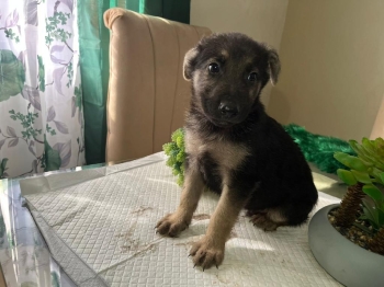 Oferta cachorro pastor aleman macho en santo domingo vacunado