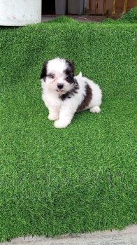 Oferta cachorro shipoo macho en santo domingo y todo al dia