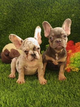 Oferta cachorro bulldog frances hembra en santo domingo y vacunado
