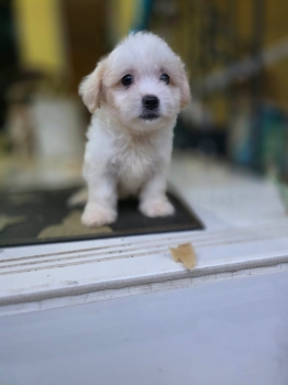 Oferta cachorro maltipoo hembra en santo domingo y vacuna al dia