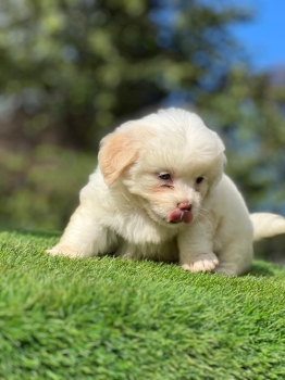 Oferta cachorro maltipoo hembra en santo domingo y vacuna al dia