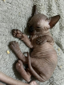 Oferta gato sphynx ambos sexo en ubicado en santo domingo y tiene su v