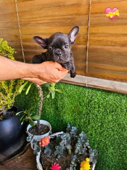 Oferta cachorro bulldog frances hembra en santo domingo y vacuna al di