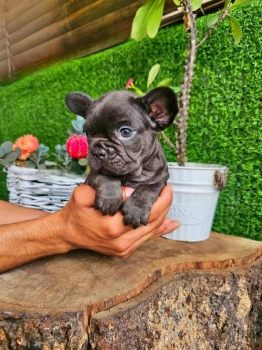 Oferta cachorro bulldog frances macho chocolate con su vacuna al dia e