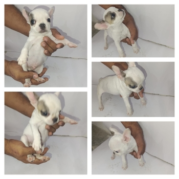 Oferta cachorro bulldog frances macho con su vacuna al dia en santo do