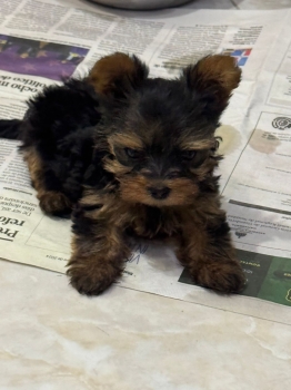 Oferta cachorro yorkie hembra ubicada en santo domingo y vacuna al dia