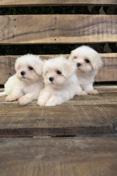 Oferta cachorro maltes macho en santo domingo y vacunados
