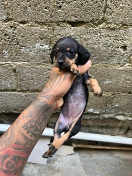 Oferta cachorro salchicha ambos sexo en santo domingo se entrega vacun