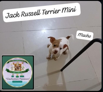 Jack russell terrier mini