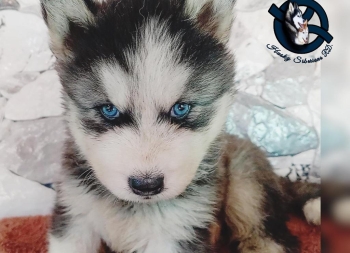 Husky siberiano hembra pelo largo