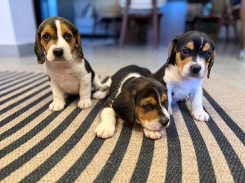Oferta cachorro beagle macho en santo domingo y vacuna al dia