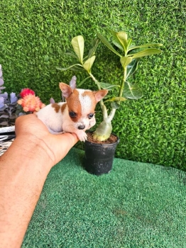 Oferta cachorro chihuahua macho en santo domingo y vacuna al dia
