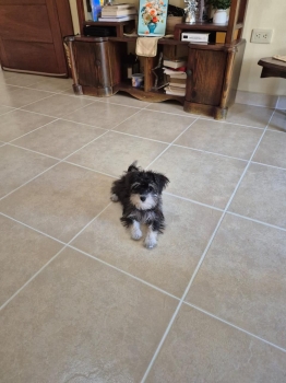 Oferta cachorro schnauzer mini hembra en ubicado en santo domingo y ti