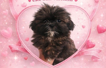 Oferta cachorro shih tzu macho en santo domingo y vacunados