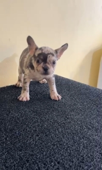 Oferta cachorro bulldog frances hembra en santo domingo y vacuna al di