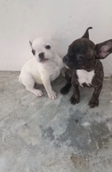 Oferta cachorro bulldog frances ambos sexo con su vacuna al dia en san