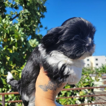 Oferta cachorro shih tzu macho en santo domingo y vacunados