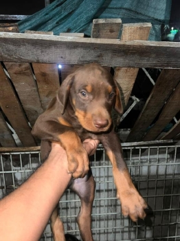 Oferta cachorro doberman ambos sexo en santo domingo y vacuna al dia