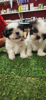 Oferta cachorro shih tzu macho en santo domingo y vacunados