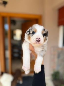 Pastor australiano con pedigree ambos sexos