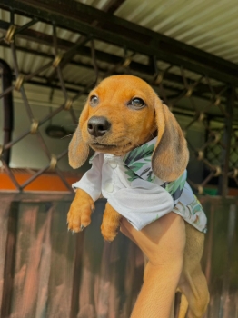 Salchicha machos