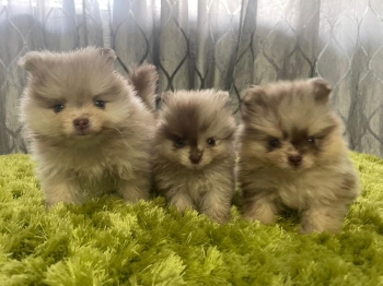 Pomerania merle machos