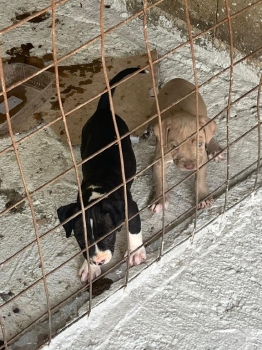 Oferta cachorro pitbull ambos sexo en santo domingo y vacuna al dia