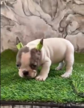 Oferta cachorro bulldog frances hembra merle con su vacuna al dia
