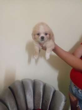 Oferta cachorro shipoo ambos sexo en santo domingo y vacuna al dia