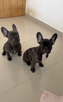 Oferta cachorro bulldog frances macho en santo domingo y vacuna al dia