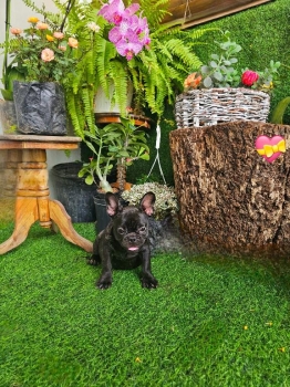 Oferta cachorro bulldog frances hembra en santo domingo y vacuna al di