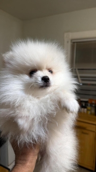 Oferta cachorro pomerania macho en boston  y vacunada