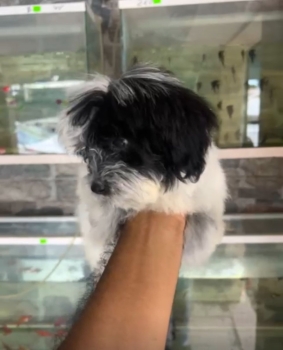 Oferta cachorro shipoo macho en santo domingo y vacuna al dia