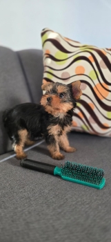 Oferta cachorro yorkie hembra ubicada en santo domingo y vacuna al dia